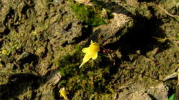 Image de Utricularia pusilla Vahl