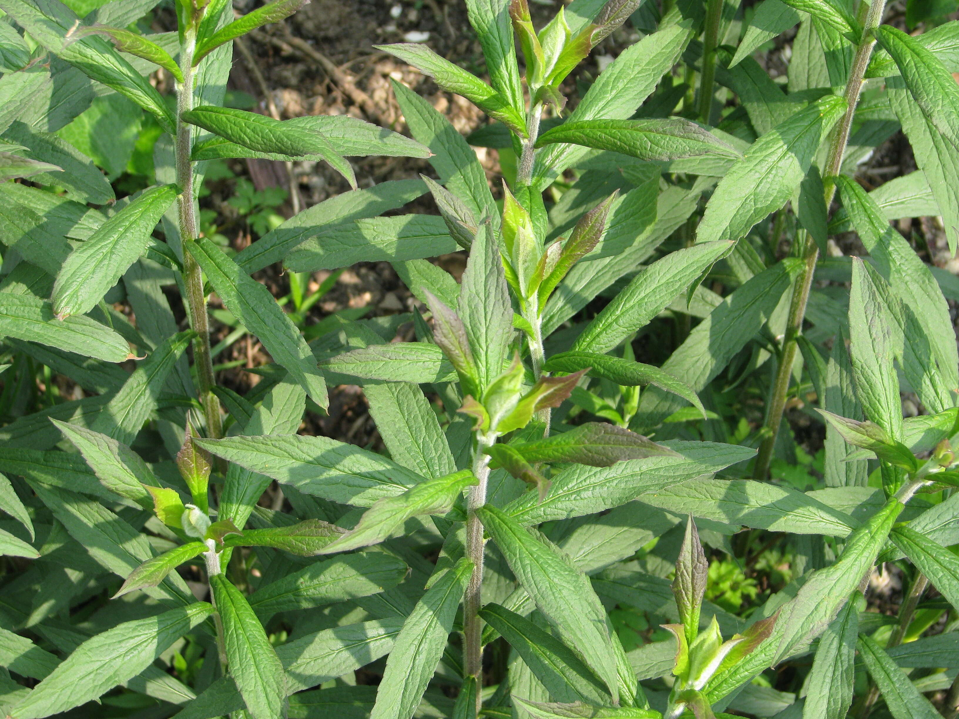 Image of wrinkleleaf goldenrod