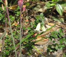 Image of Correa reflexa var. nummulariifolia (J. D. Hook.) Paul G. Wilson