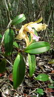 Image of Cattleya granulosa Lindl.