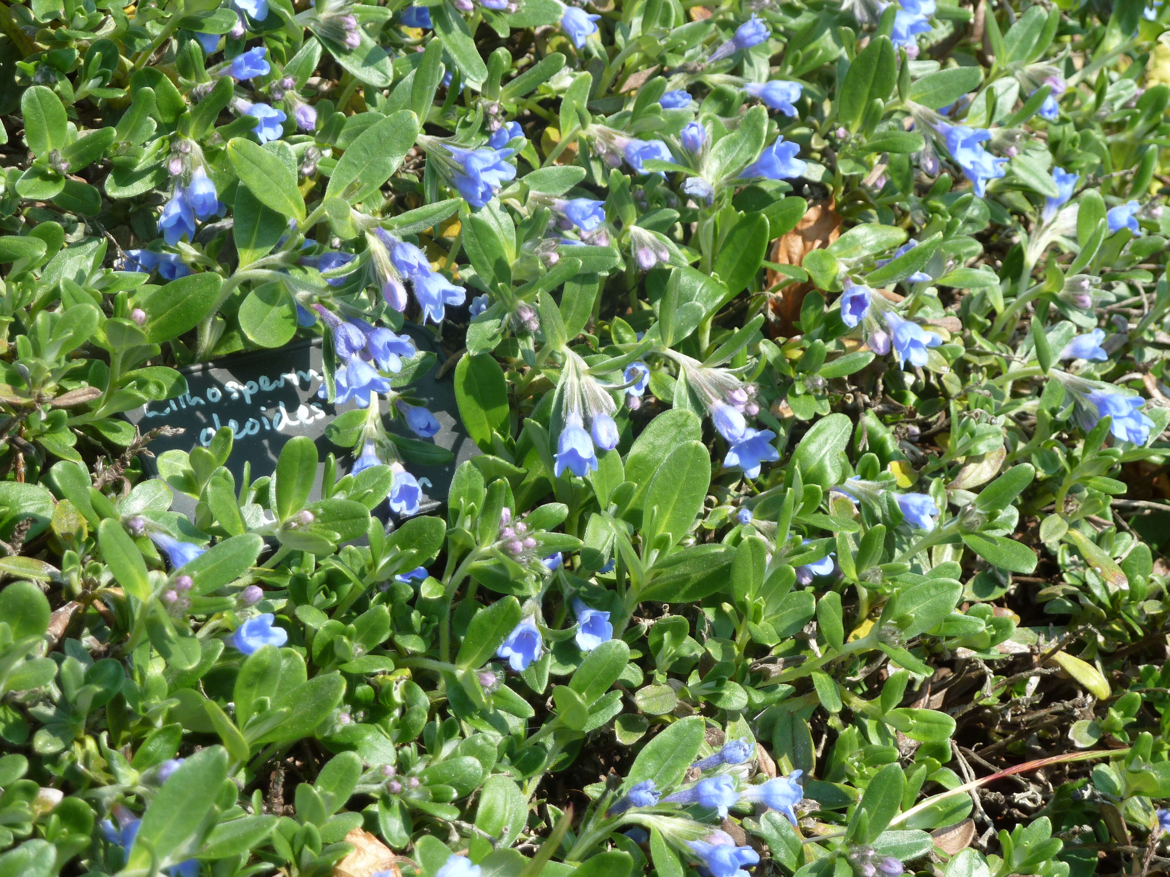 Image of Lithodora