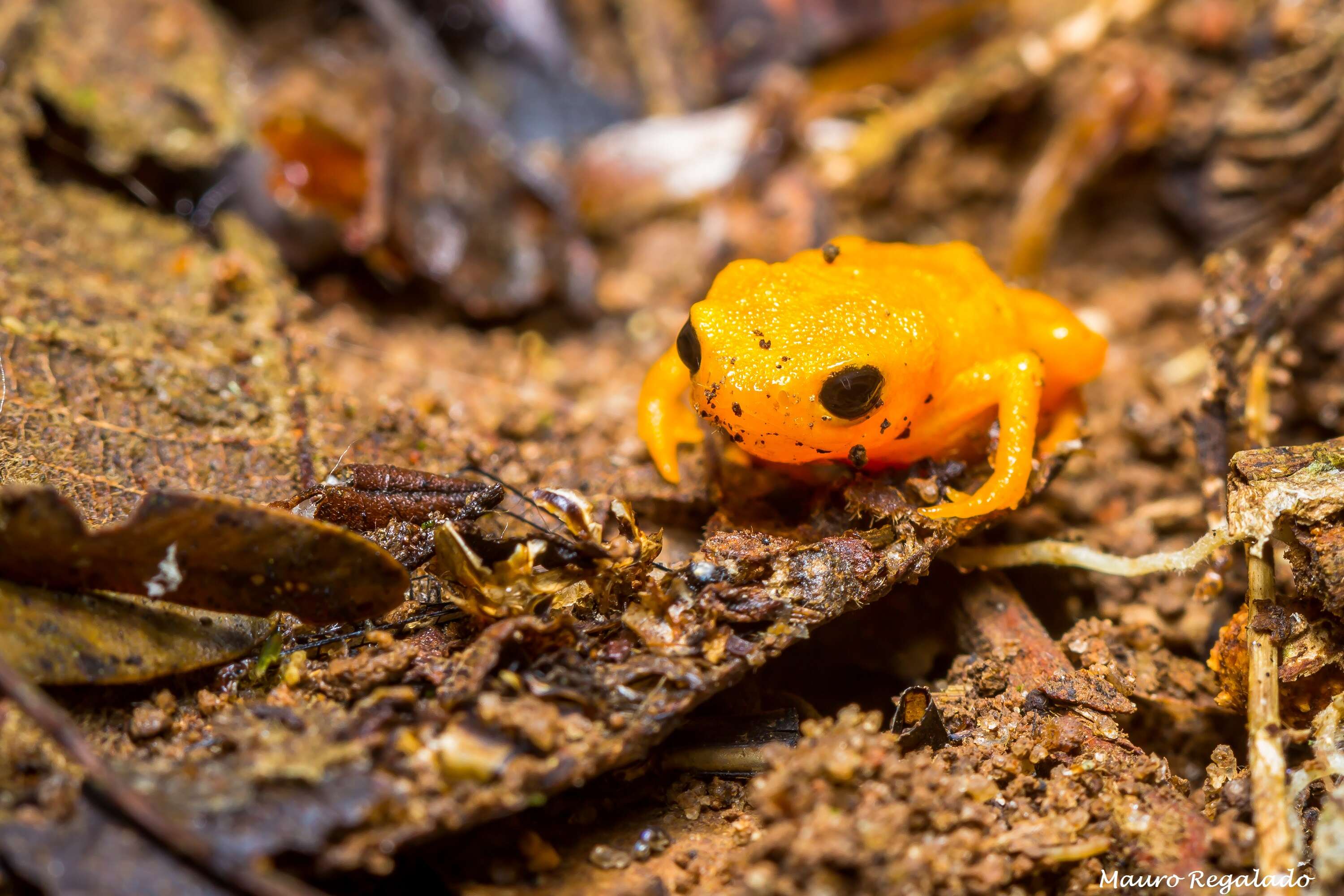 Image of Pumpkin Toadlet