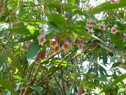 Imagem de Dipelta yunnanensis Franch.