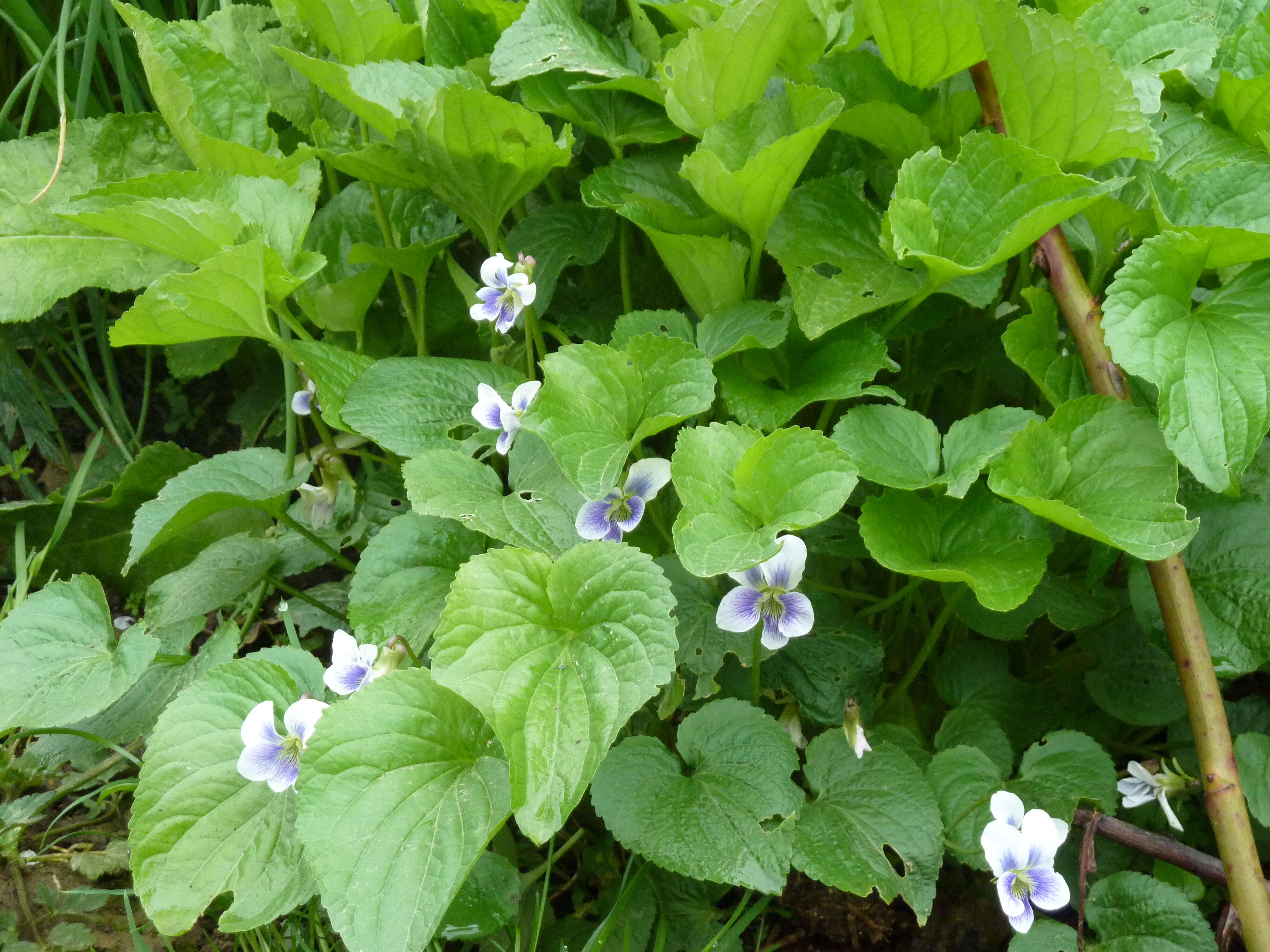 Image of common blue violet