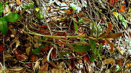 Image of Cattleya granulosa Lindl.