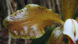 Image of Cattleya granulosa Lindl.