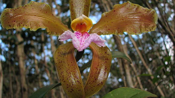 Image of Cattleya granulosa Lindl.