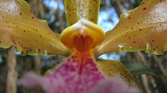 Image of Cattleya granulosa Lindl.