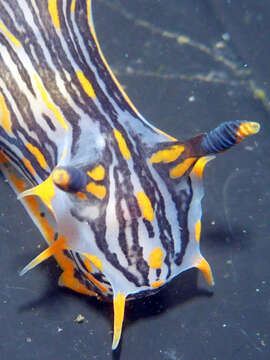 Image of orange-spike polycera