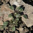 Phacelia scopulina var. submutica (J. T. Howell) R. R. Halse resmi