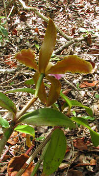 Image of Cattleya granulosa Lindl.