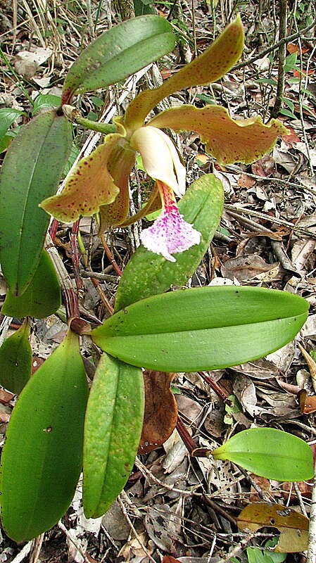 Image of Cattleya granulosa Lindl.