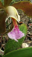 Image of Cattleya granulosa Lindl.