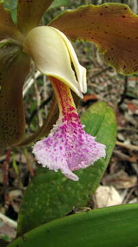 Image of Cattleya granulosa Lindl.