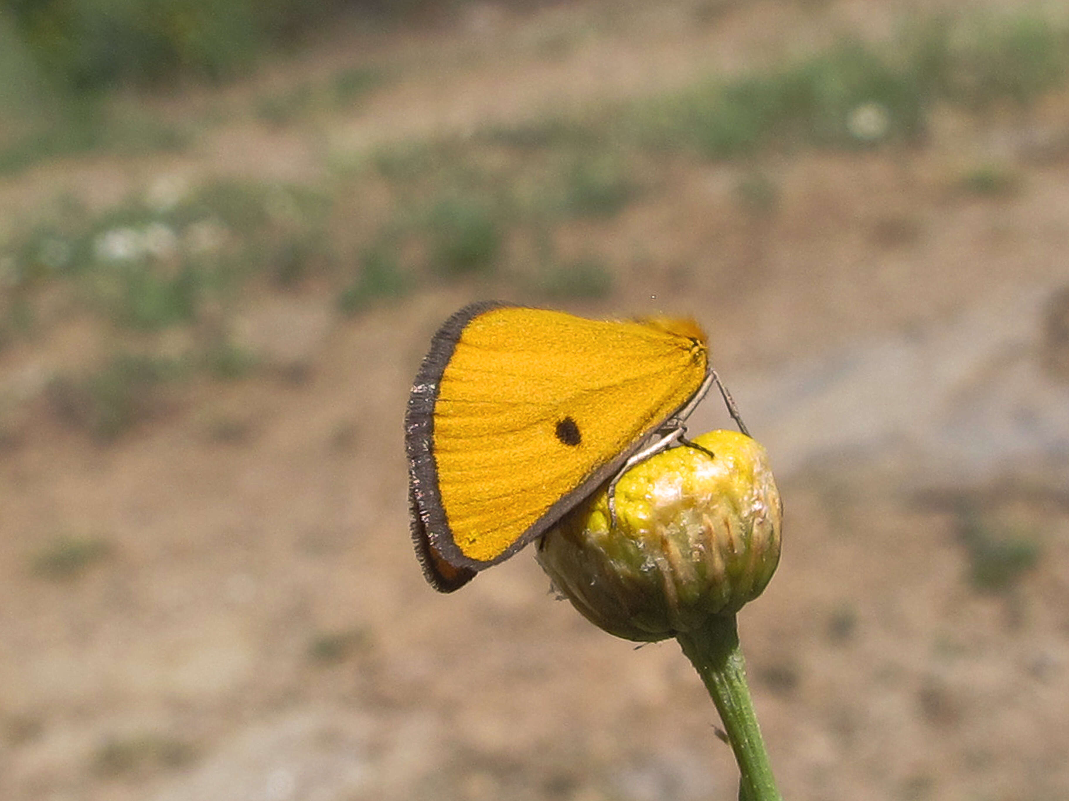 Sivun Santolina rosmarinifolia L. kuva