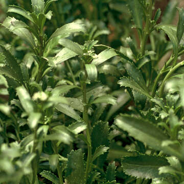 Image of Coastal peppercress