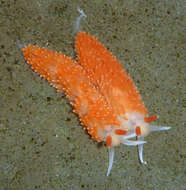 Image of Anteaeolidiella M. C. Miller 2001