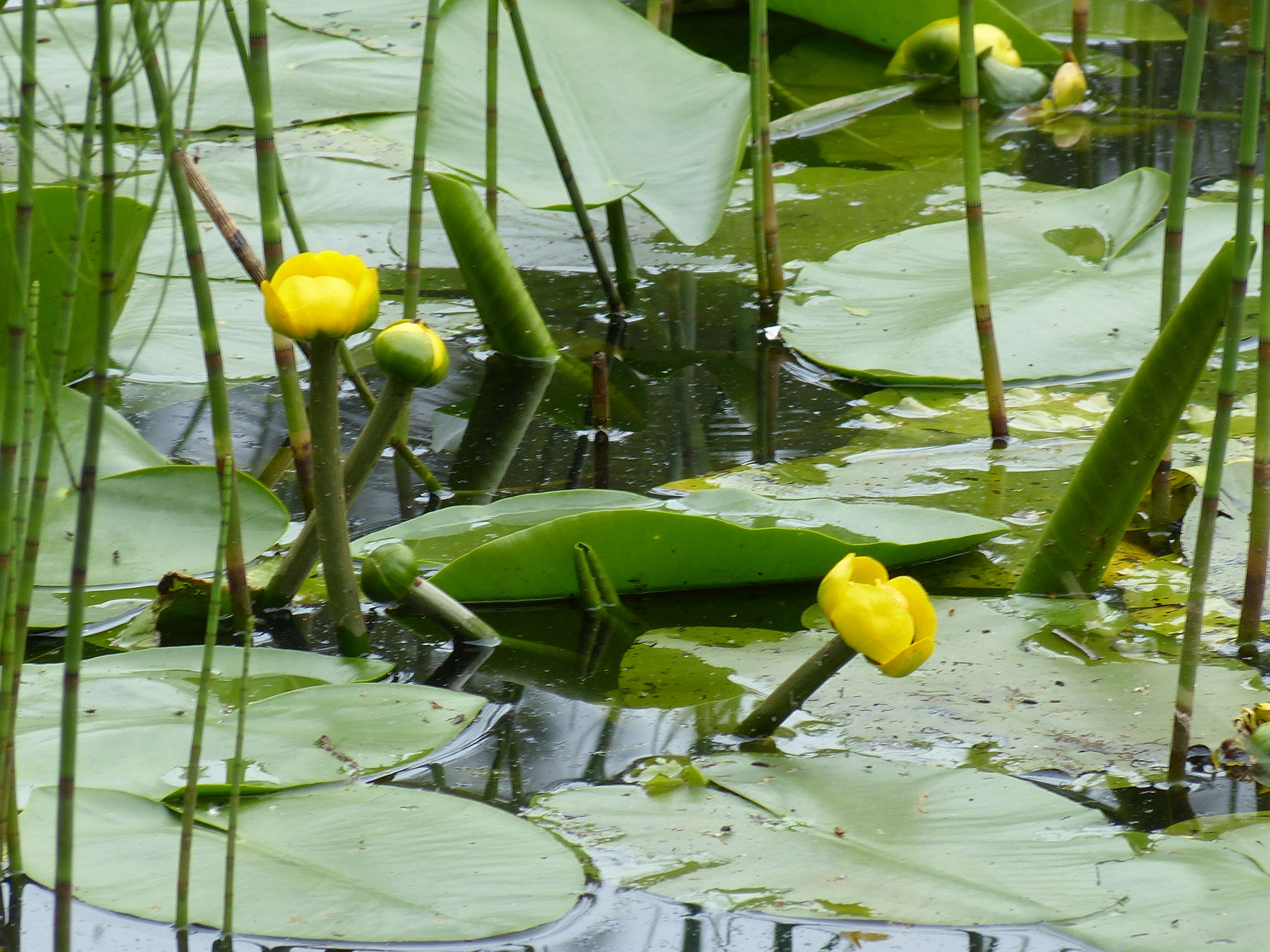 Image of Yellow Water-lily