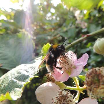 Image of Vestal cuckoo bee