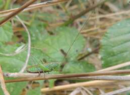 Image of Long-winged conehead