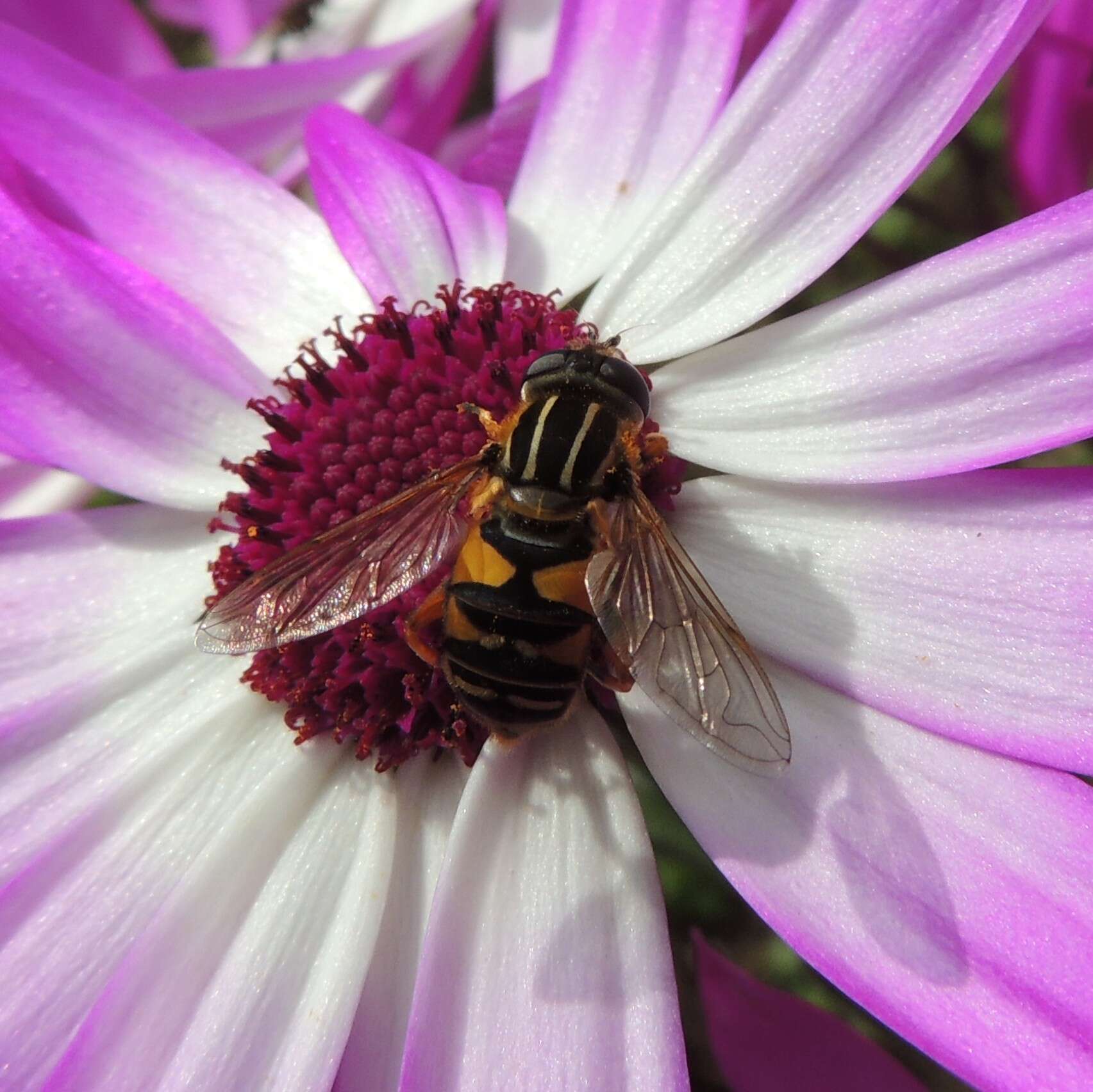 Image of Marsh Hoverfly