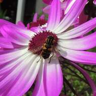 Image of Marsh Hoverfly