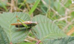 Image of Long-winged conehead