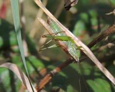 Image of Long-winged conehead