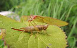 Image of Long-winged conehead