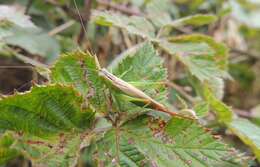 Image of Long-winged conehead