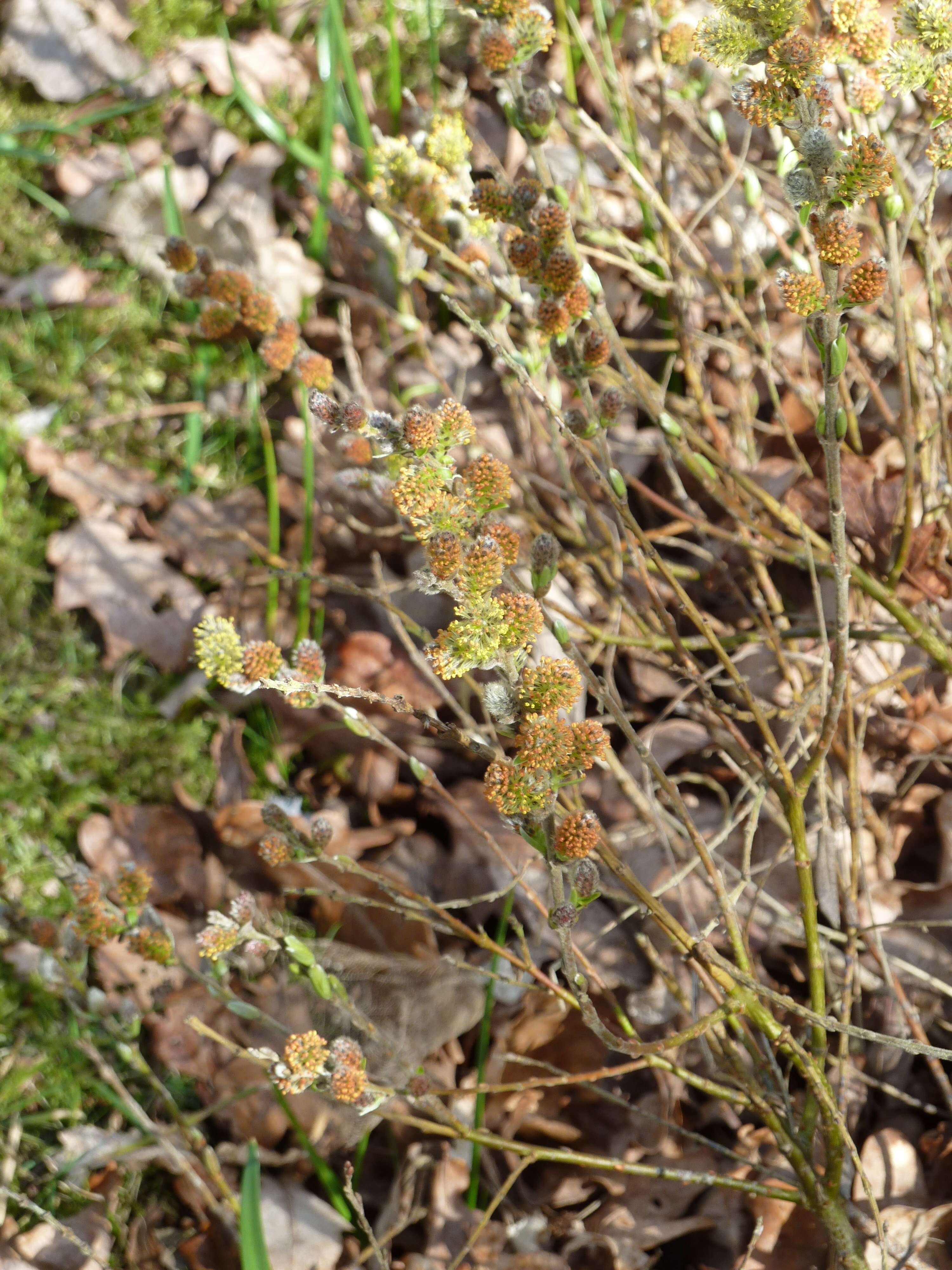 Image of creeping willow