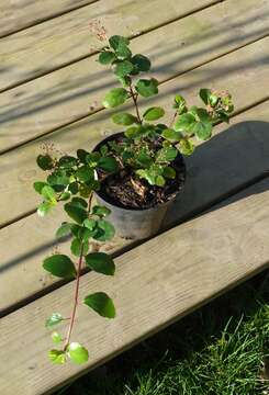 Image of island gooseberry