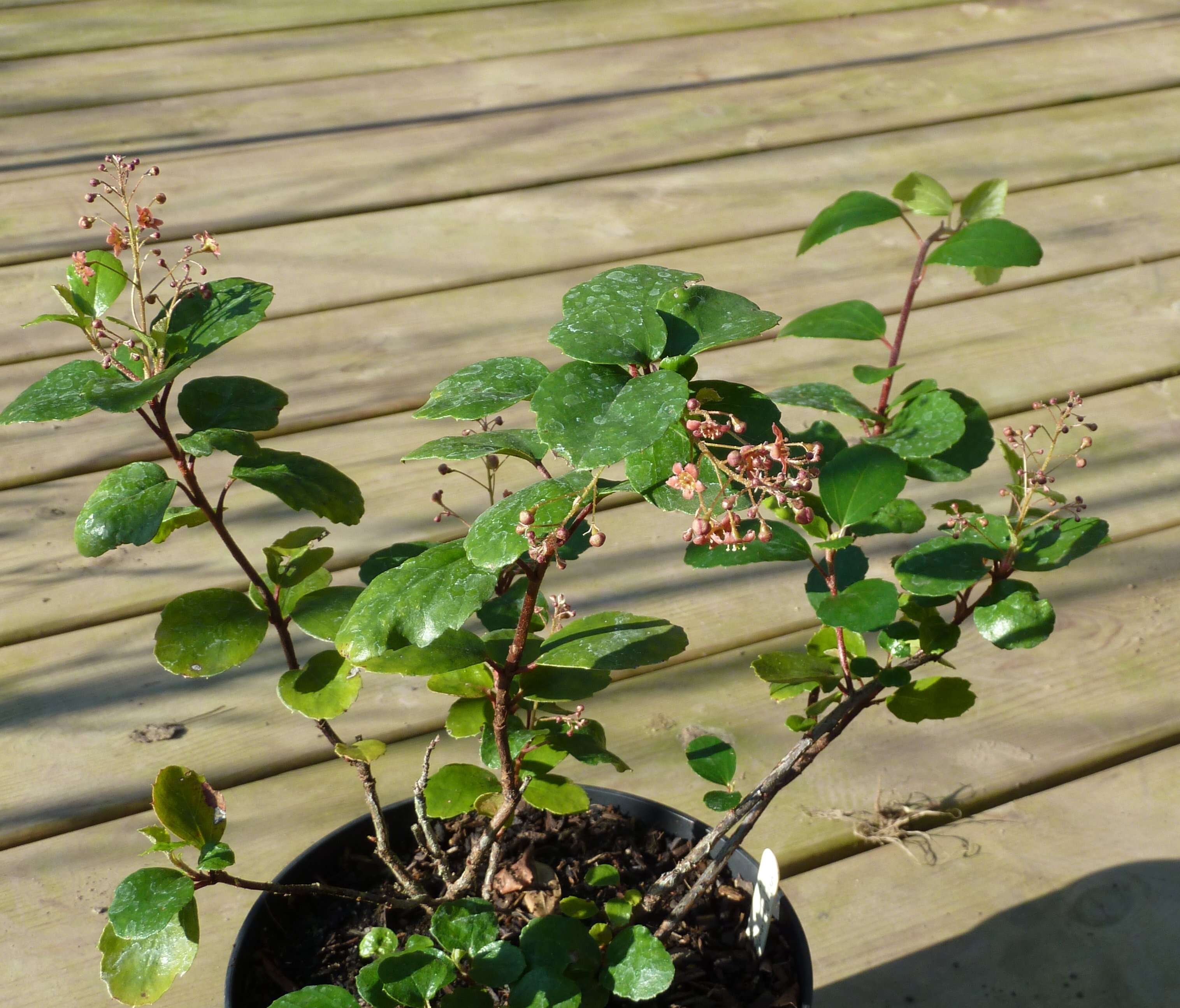 Image of island gooseberry