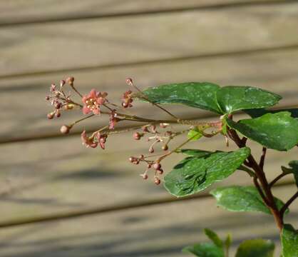 Image of island gooseberry