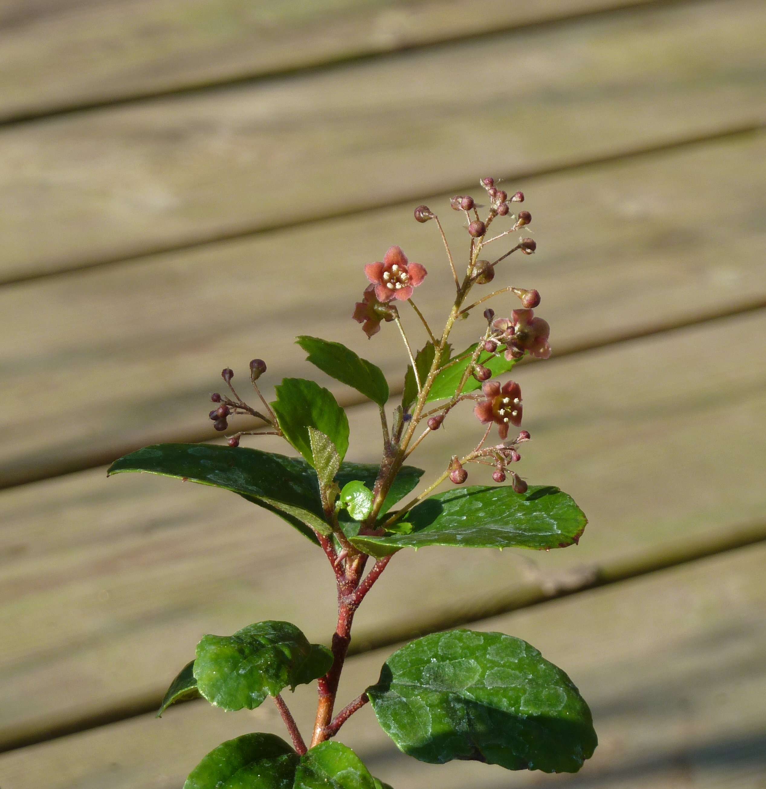 Image of island gooseberry