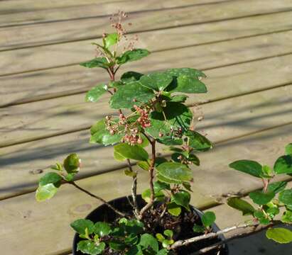 Image of island gooseberry