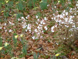 Plancia ëd Prunus subhirtella Miq.