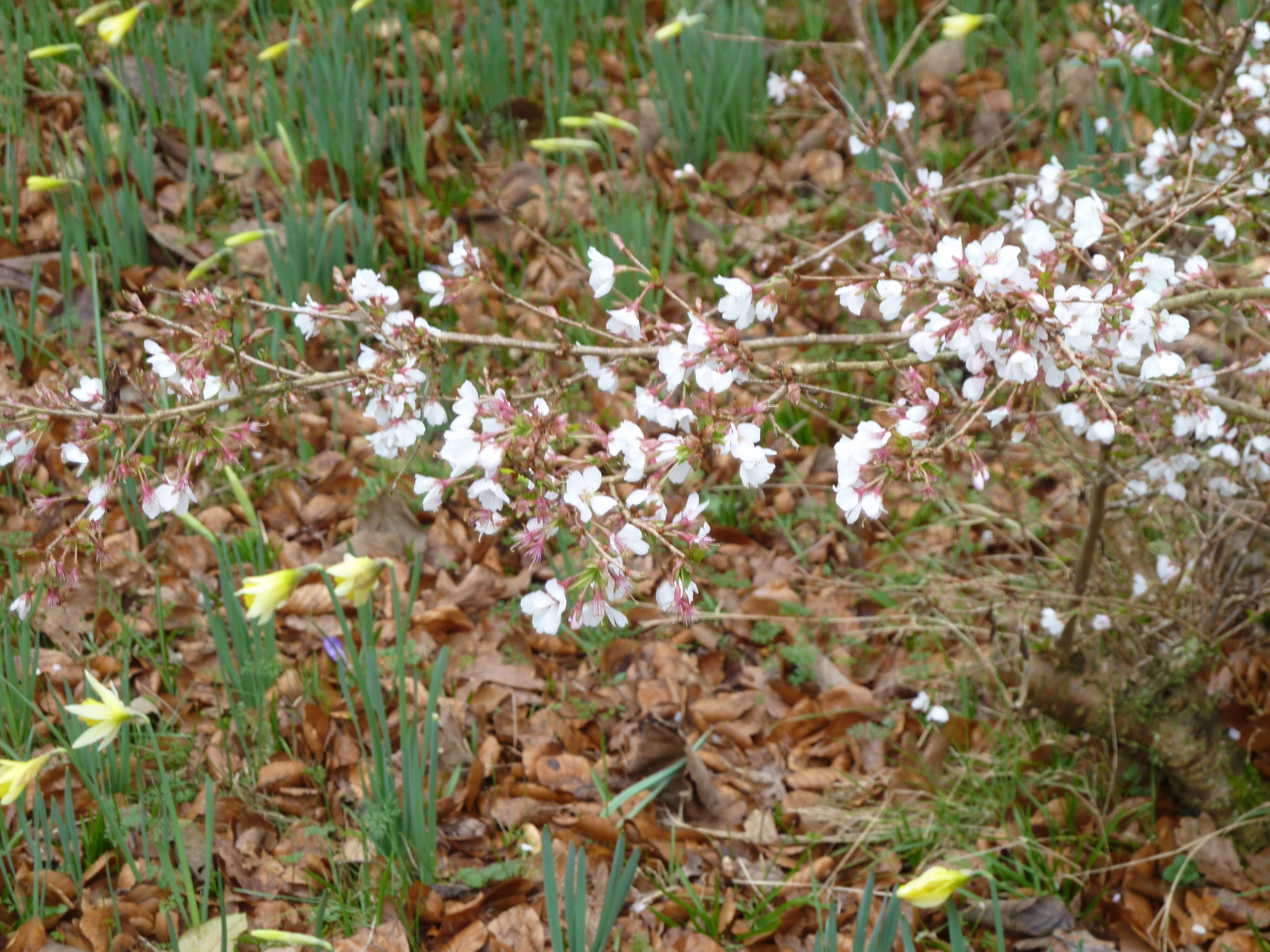 Plancia ëd Prunus subhirtella Miq.