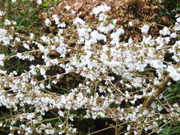 Plancia ëd Prunus subhirtella Miq.