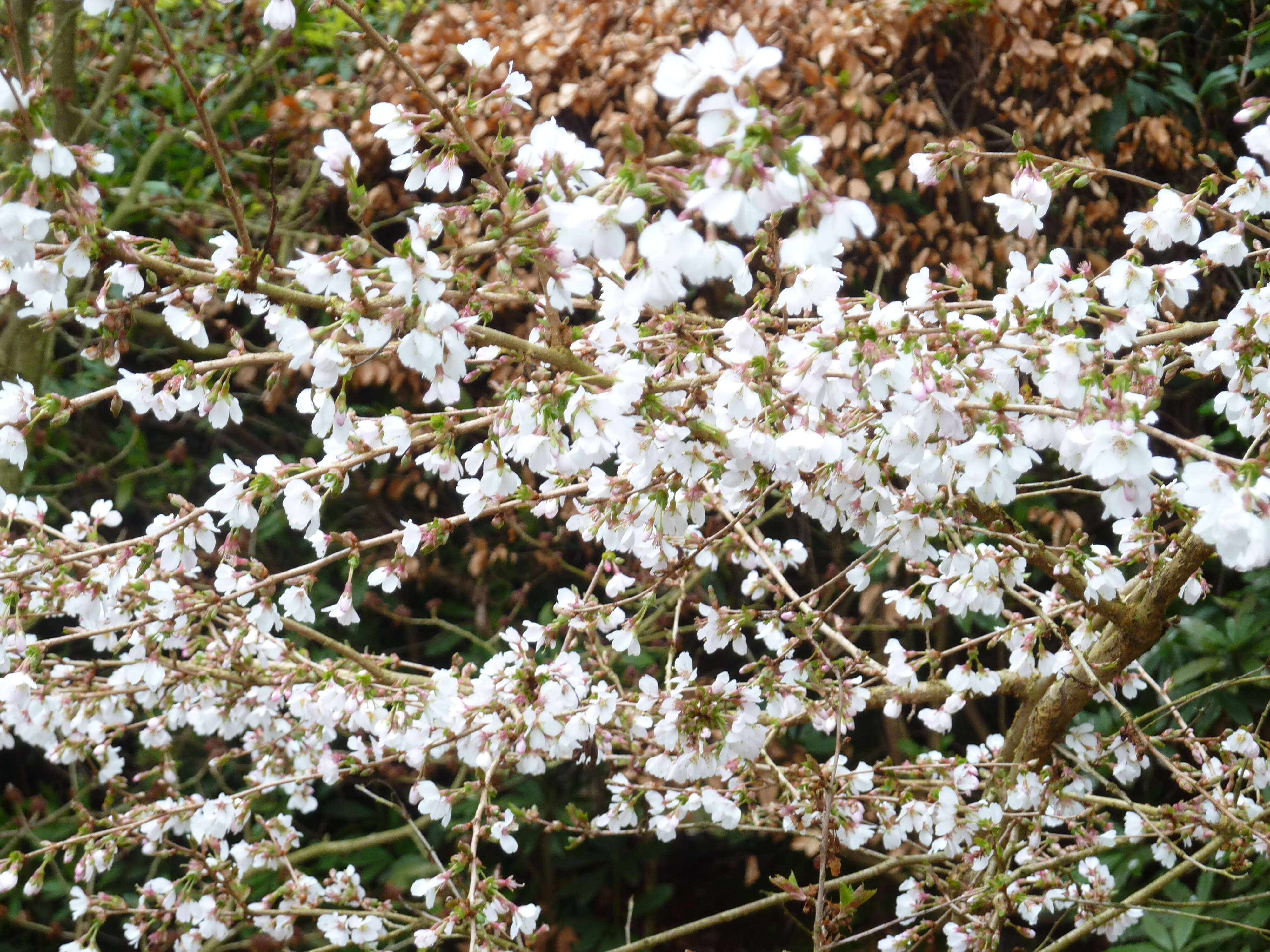 Plancia ëd Prunus subhirtella Miq.