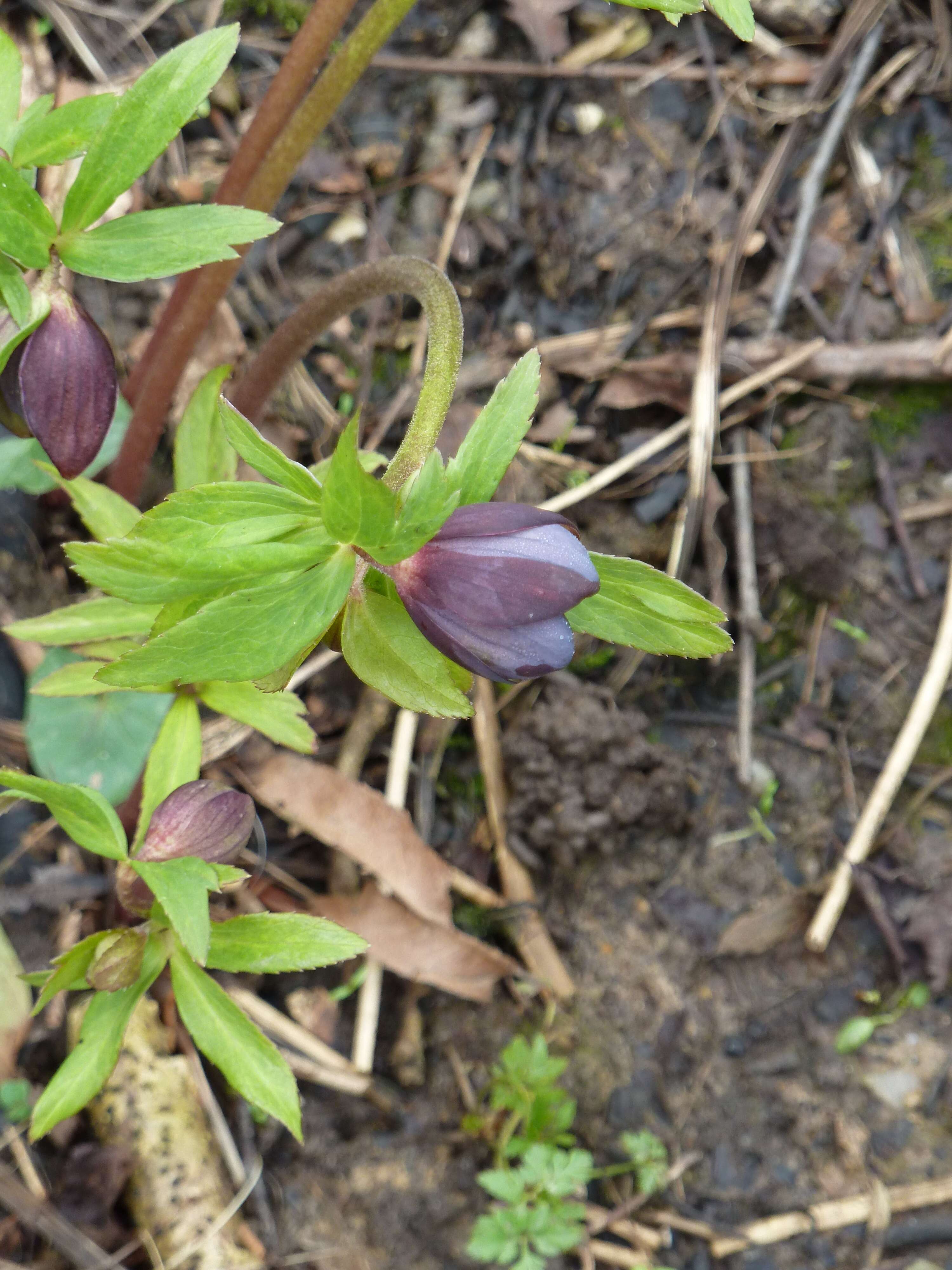 Image of Hellebore