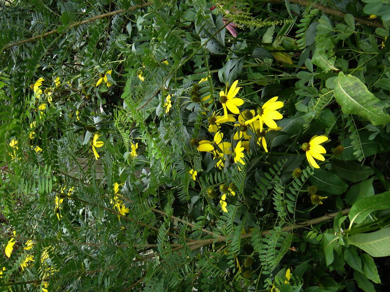 Image of coneflower