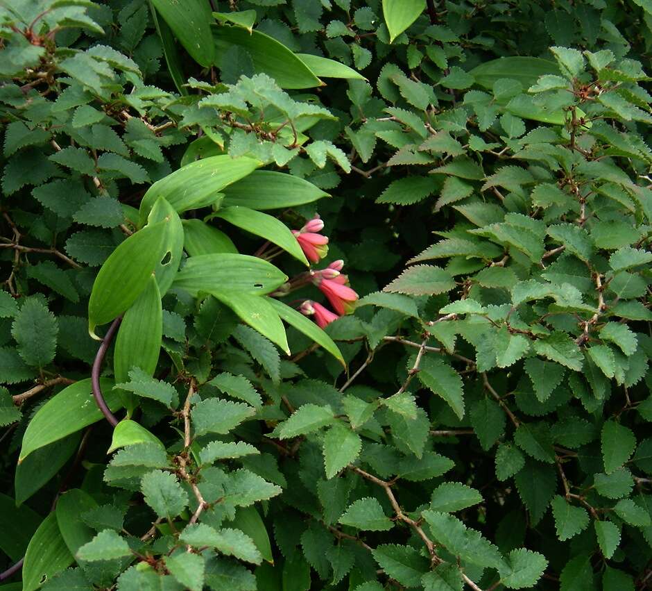 Image of Bomarea edulis (Tussac) Herb.