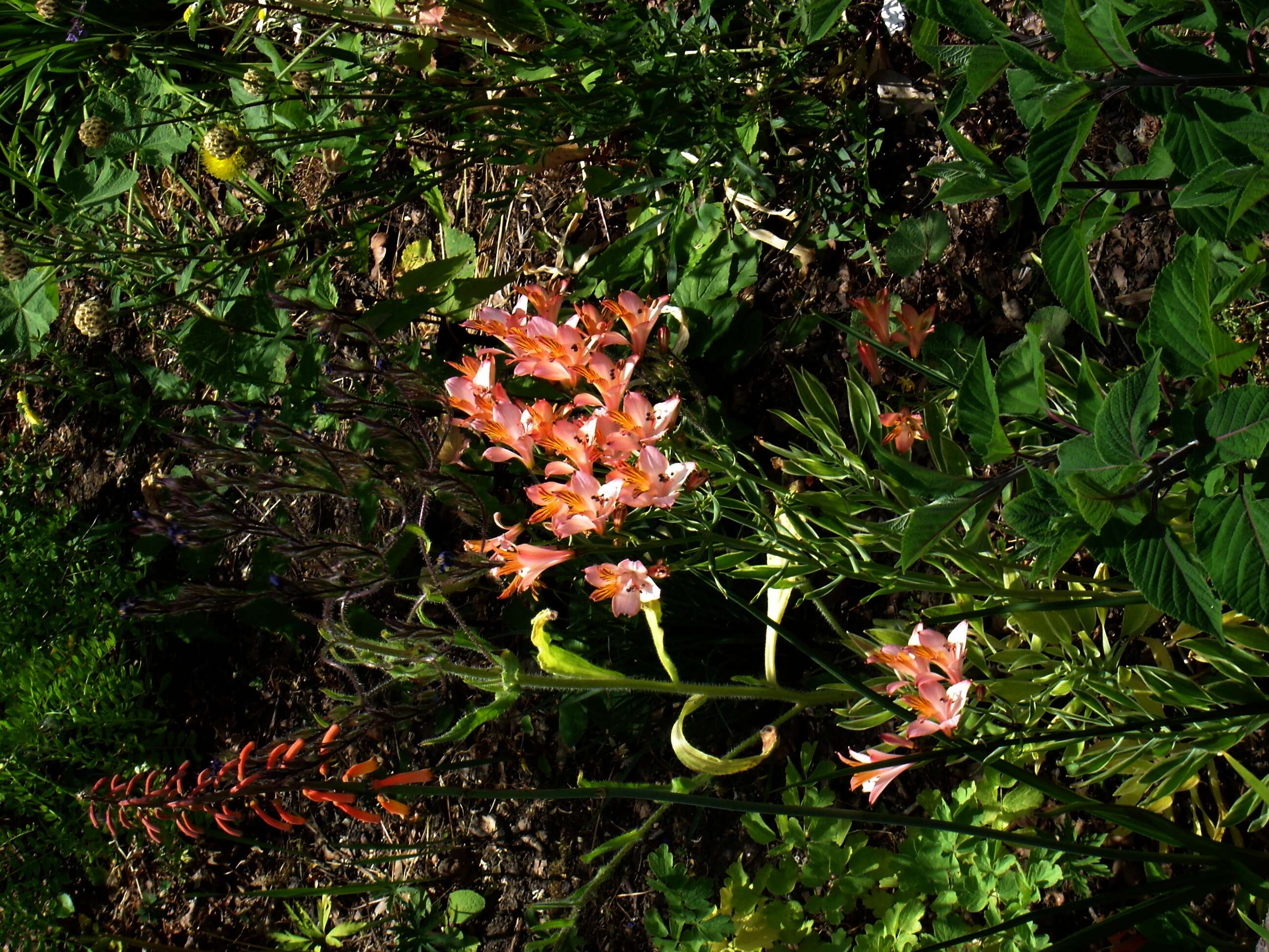 Image of Alstroemeria ligtu L.