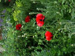 Image of Oriental poppy