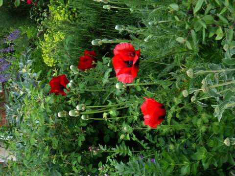 Image of Oriental poppy