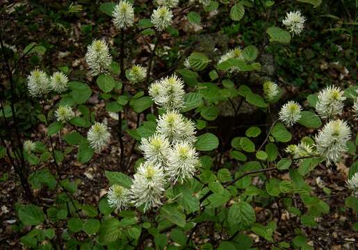 Imagem de Fothergilla major (Sims) Lodd.