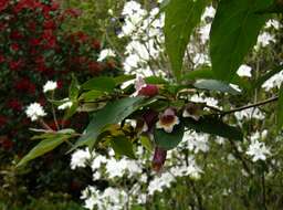 Imagem de Dipelta yunnanensis Franch.