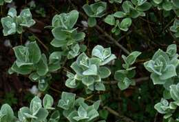 Image de Salix lanata L.