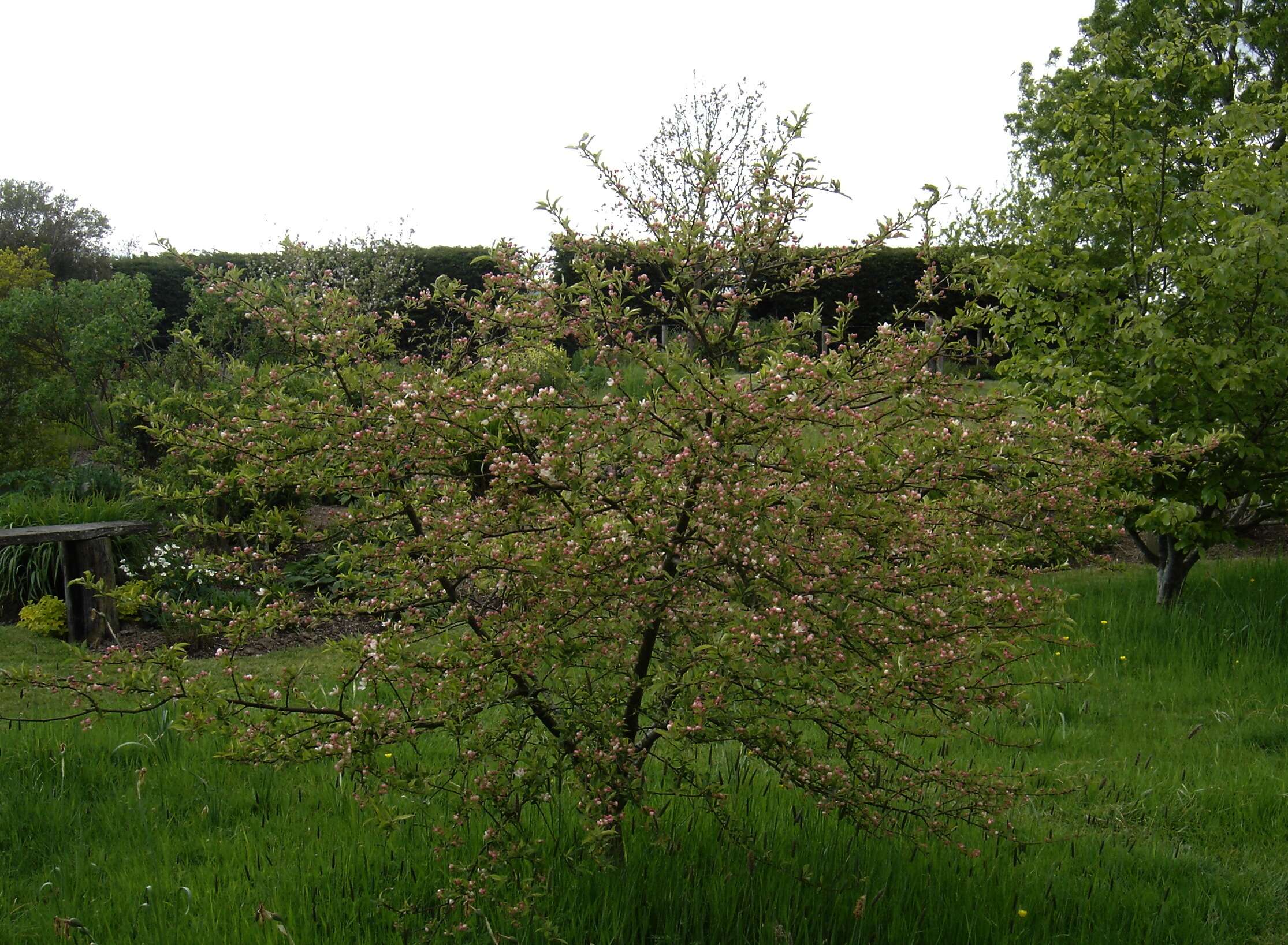 Malus transitoria (Batalin) C. K. Schneid. resmi